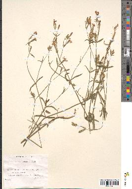 spécimen de Silene echinata