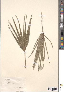 spécimen de Chamaerops humilis