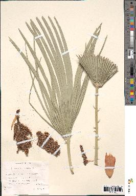 spécimen de Chamaerops humilis