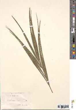 spécimen de Phoenix dactylifera