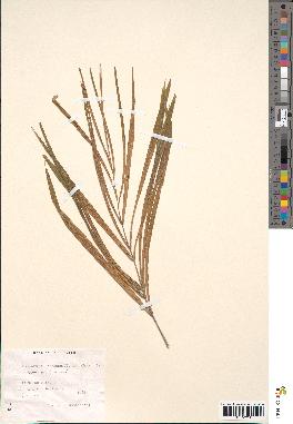 spécimen de Arecastrum romanzoffianum