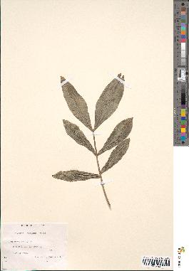 spécimen de Bactris elegans