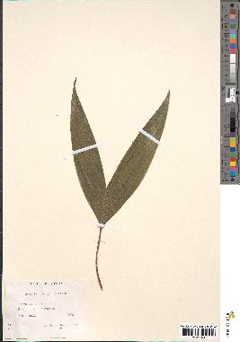spécimen de Bactris maraja