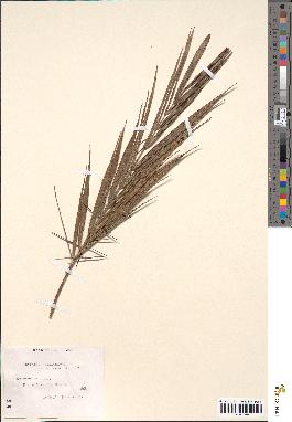 spécimen de Bactris spinosa