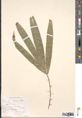 spécimen de Calamus micranthus