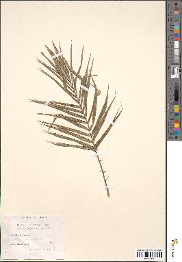spécimen de Calamus polygamus