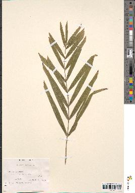 spécimen de Calamus rotang