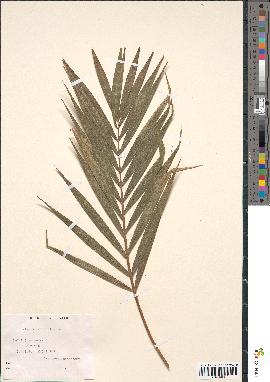 spécimen de Calamus viminalis