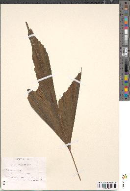 spécimen de Caryota cumingii