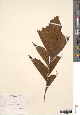 spécimen de Caryota propinqua