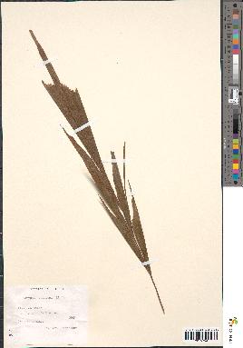 spécimen de Caryota speciosa