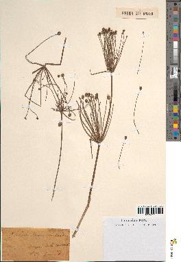 spécimen de Alisma ranunculoides