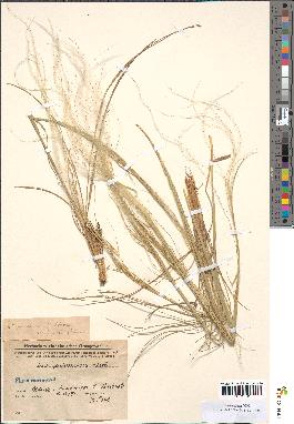 spécimen de Stipa pennata