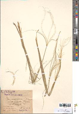 spécimen de Stipa pennata