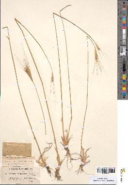 spécimen de Triticum monococcum