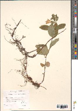 spécimen de Calamintha grandiflora