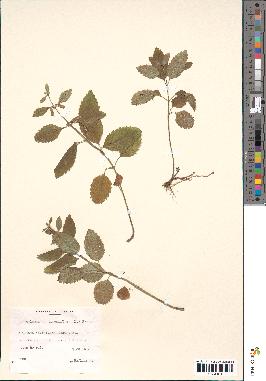 spécimen de Calamintha grandiflora