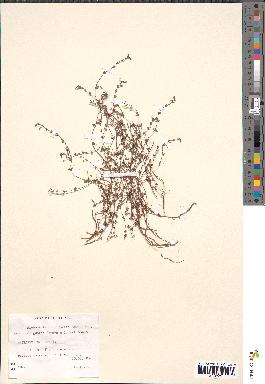 spécimen de Micromeria filiformis