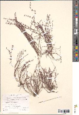 spécimen de Micromeria filiformis