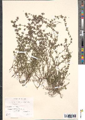 spécimen de Micromeria filiformis