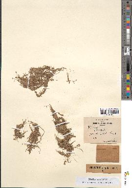 spécimen de Elatine macropoda