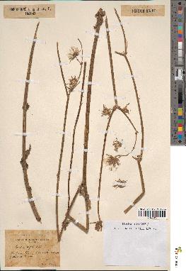 spécimen de Sonchus asper