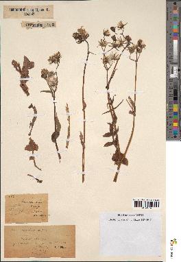 spécimen de Sonchus asper