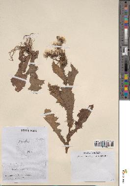 spécimen de Sonchus asper