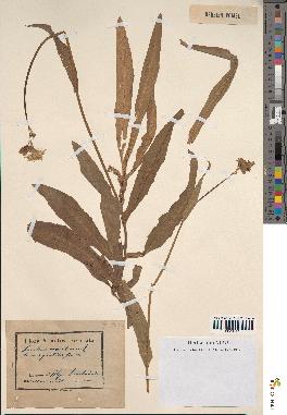 spécimen de Sonchus maritimus