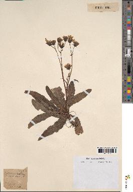 spécimen de Sonchus maritimus