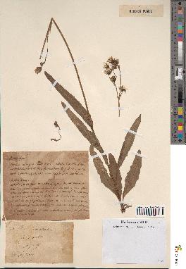 spécimen de Sonchus maritimus