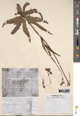 spécimen de Sonchus maritimus