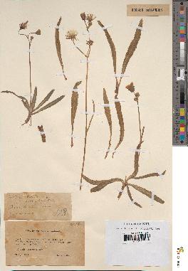 spécimen de Sonchus maritimus