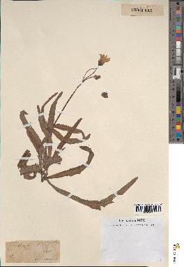 spécimen de Sonchus maritimus