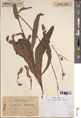 spécimen de Sonchus maritimus