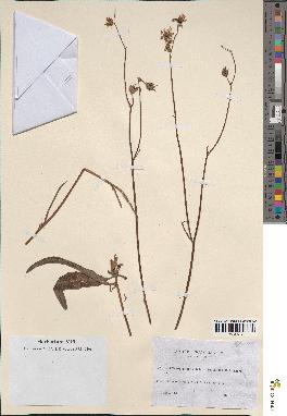 spécimen de Sonchus maritimus