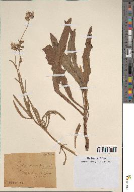 spécimen de Sonchus maritimus