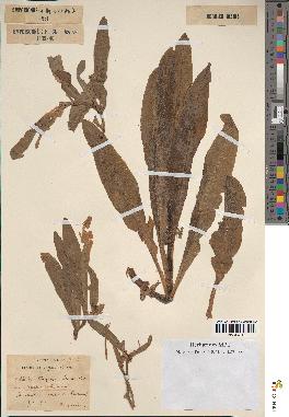 spécimen de Sonchus maritimus