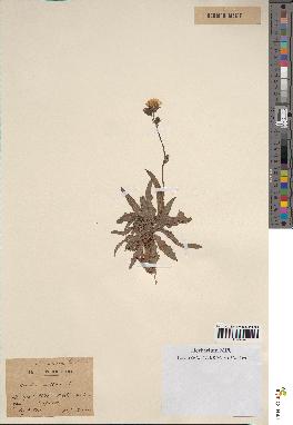 spécimen de Sonchus maritimus