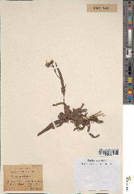 spécimen de Sonchus maritimus