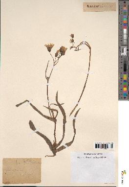 spécimen de Sonchus maritimus