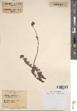 spécimen de Sonchus maritimus