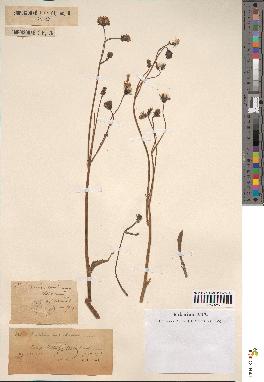 spécimen de Sonchus maritimus