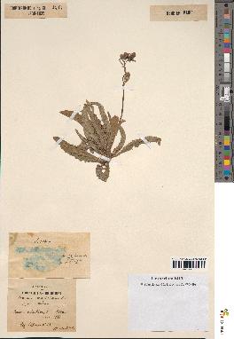 spécimen de Sonchus maritimus