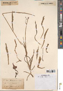 spécimen de Sonchus maritimus