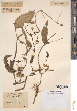 spécimen de Sonchus oleraceus