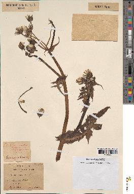 spécimen de Sonchus oleraceus