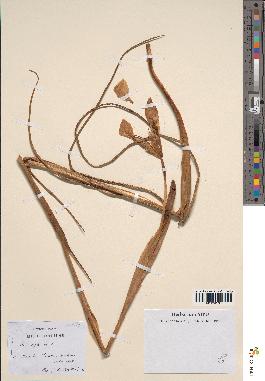 spécimen de Iris xiphium