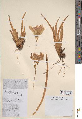 spécimen de Iris unguicularis