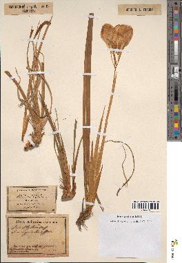 spécimen de Iris unguicularis